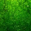 Guppy Grass Plante Pentru Acvariu